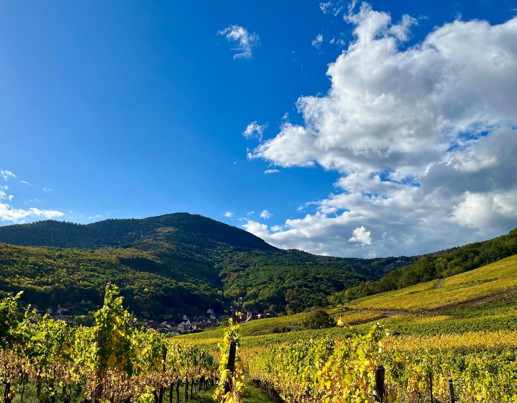 Chambre Du Vigneron - Domaine Leon Bleesz Reichsfeld Экстерьер фото