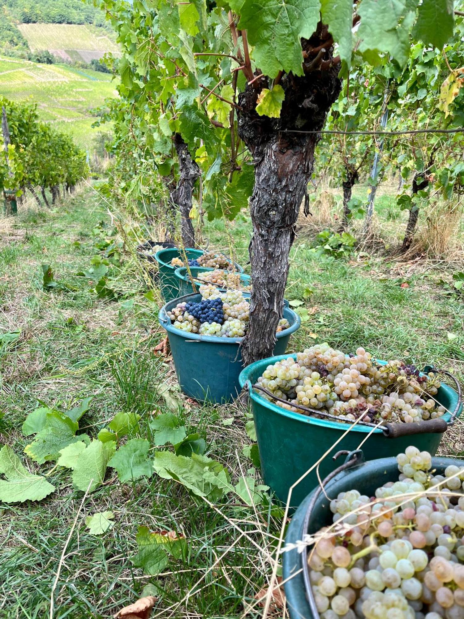 Chambre Du Vigneron - Domaine Leon Bleesz Reichsfeld Экстерьер фото