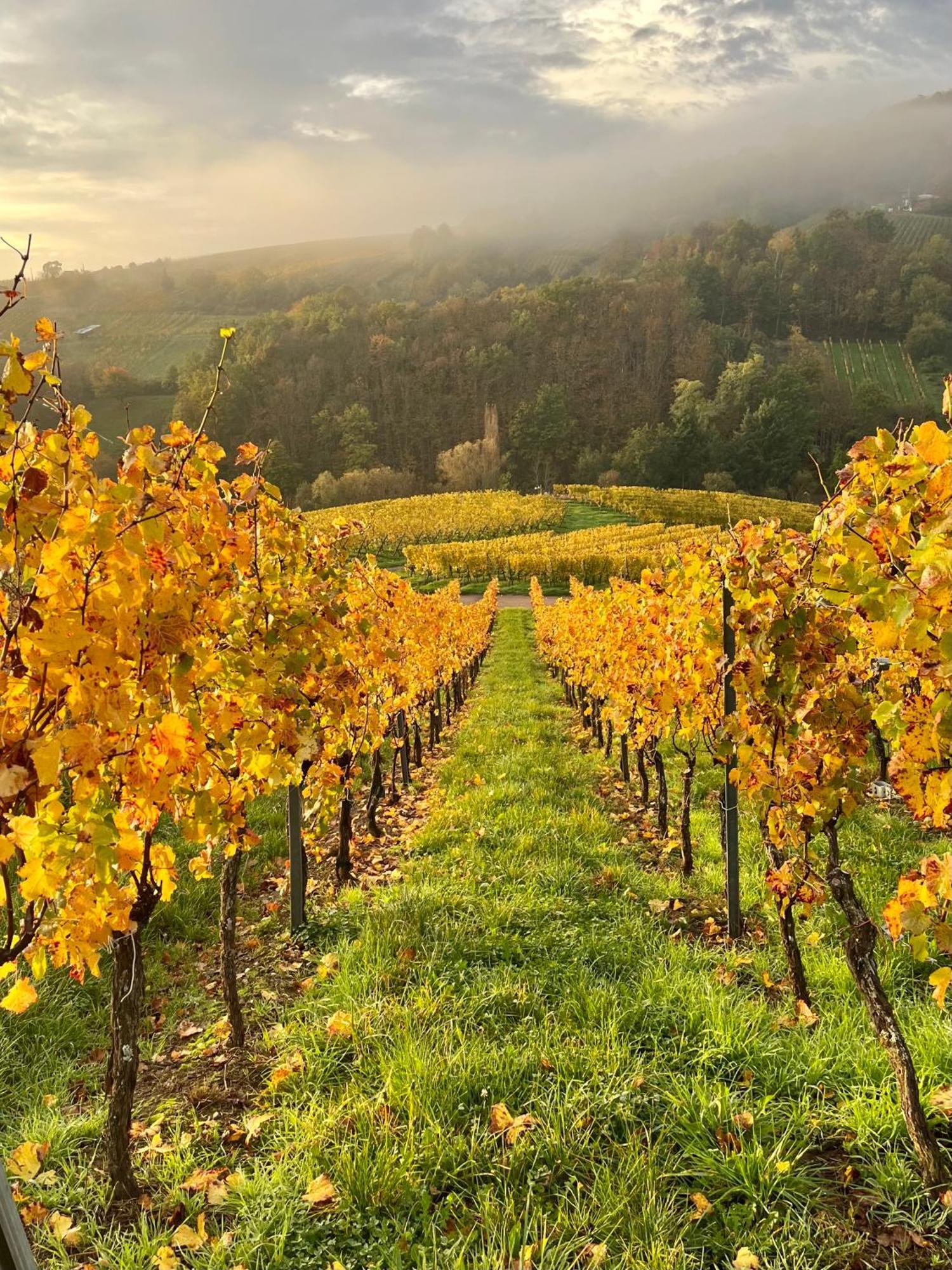 Chambre Du Vigneron - Domaine Leon Bleesz Reichsfeld Экстерьер фото